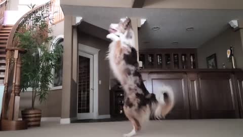 A Border Collie Giving Dance Lessons!