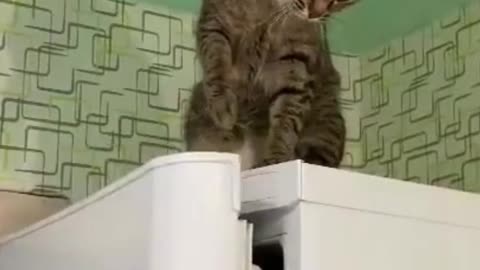 Cute Cat Funny Try To Close The Fridge
