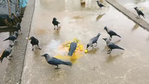 Crow eating prasad