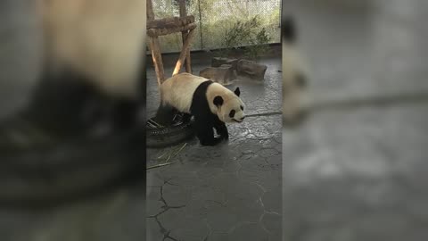 Let’s have a meal, Snow Treasure~ Sitting on a tire and eating.