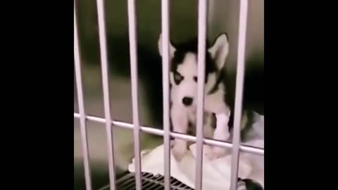 ♥Cute Puppies Doing Funny Things 2021♥ #10 Cutest Dogs