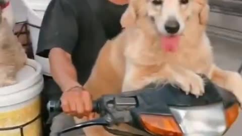 Funny Man Carry 3 Dogs on Scooter