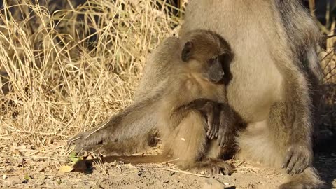 Baby Animals 4K - Amazing World Of Young Animals | Scenic Relaxation Film