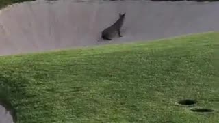 Bobcat Snags a DUCK on a golf course Part 1