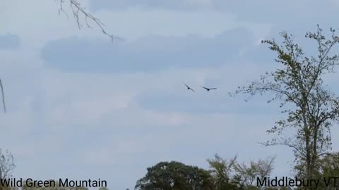 Harrier Chasing Crow - Middlebury VT