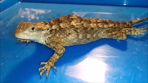 🦎 Texas Spiny Lizard Recovering After Attack ❤