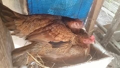 Hens laying eggs and laying eggs in the nest