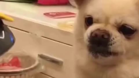 best viral funny cat AND DOG watch till end so funny can't stop laughing.