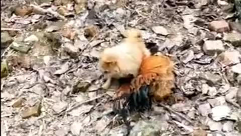 Chicken VS Dog Fight - Funny Dog Fight Videos