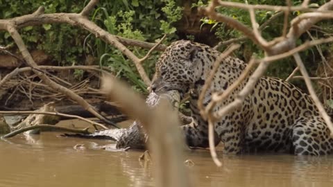 Jaguar hunts and makes a huge KILL