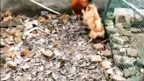 Funny ☺️ Chicken dog fights