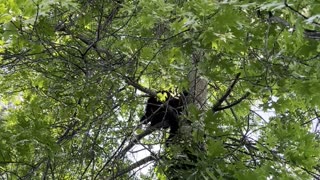 Black Bear up neighbours Oak tree