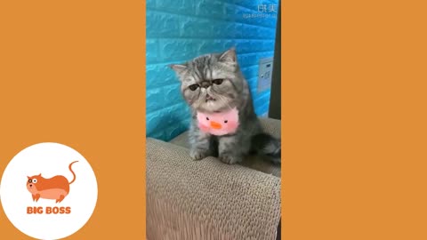 Cute Dogs and Cats | Funny Cats and Dogs Videos Compilation 2019