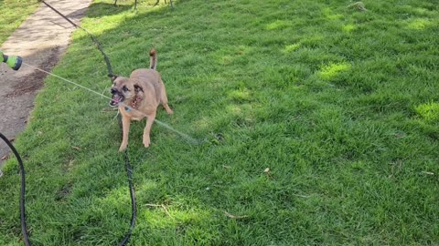 Dog attacks water