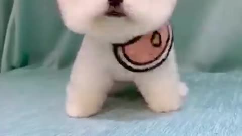 Cute puppy challenging itself to the limit🥰🥰😋🤤