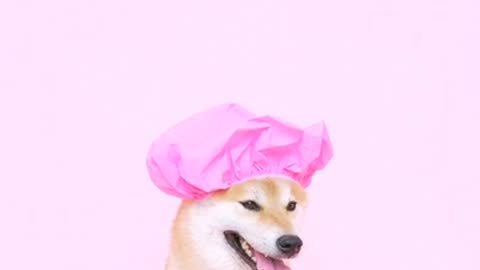 Cute Dog Wearing a Shower Cap!