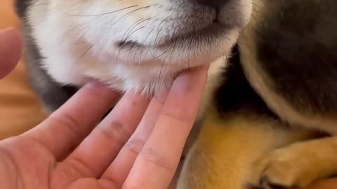 Cute dog video