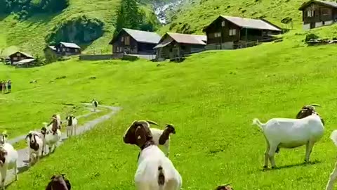 Alps Green Meadows