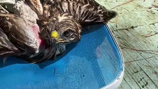 Hawk Helped Out of Pool