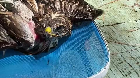 Hawk Helped Out of Pool