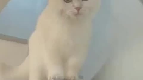 Funny video cat laughing