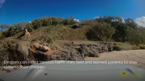 Australia dingo bites sunbathing tourist in queenland