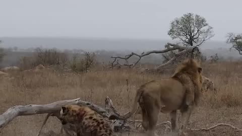 Hyena Escapes Lion attackes