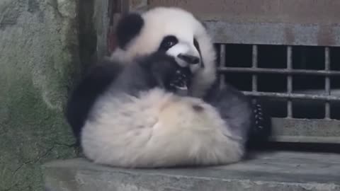 [giant panda Ji Xiao] Fu Lai, open the door quickly. Ji Xiao is gnawing his feet