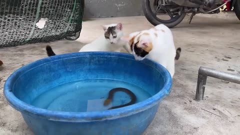 Funny cat 😺 video