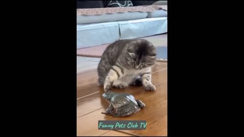 Funny Animal Videos 🤣 Funniest Cats and Dogs Videos 2024 😁