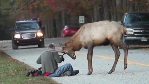 7 Scary Wild Animals Encounters No One Expected!