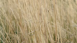 Grass in the wind