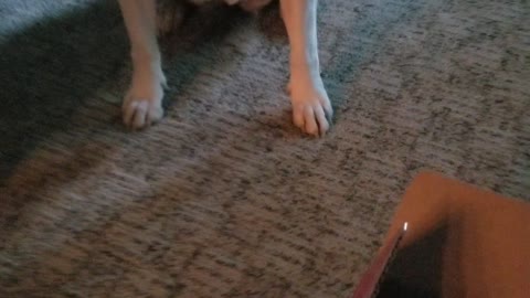 Dog Excited Over Dog Bones