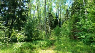 Very beautiful morning forest. Birdsong for relaxation and sleep.