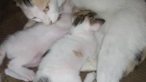 New born cat baby after 2 week 🐈cute cat short