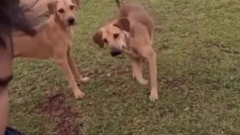 Funny cat and dog moments