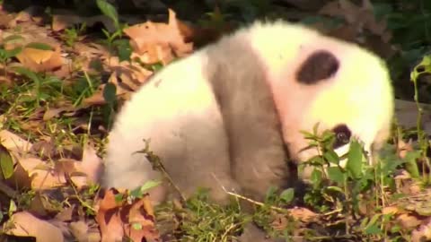 Quietly looking at the little daughter and the flower panda