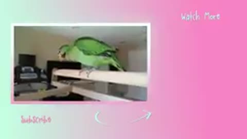 Parrot Traning Video