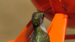 Aunt Harassing A Hummingbird Trying To Get A Drink Of Nectar