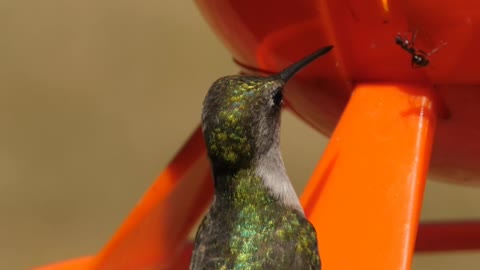 Aunt Harassing A Hummingbird Trying To Get A Drink Of Nectar