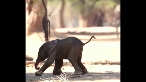 baby elephant