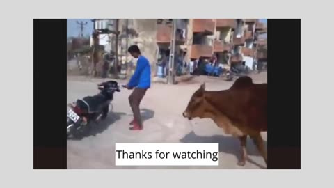 Top Funny Moment 😊😊 Best Animal funny Activities 😊
