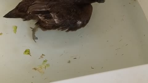 swimming therapy for Dora the Duck