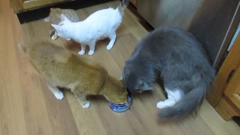 Polite cats try to share tuna can