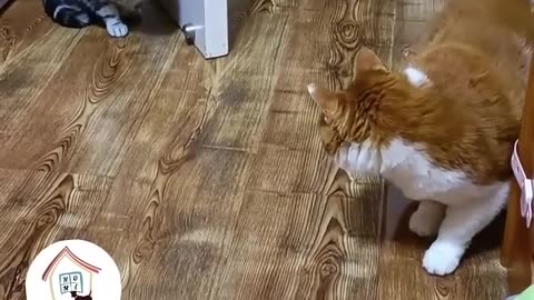 Oh My Godness! He Is Such A Smart And Funny Cat 😺😁😂 -EPS296