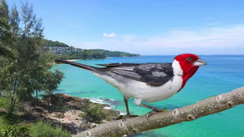 Song of the Brazilian Bird (Galo de Campina)