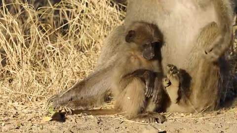 Cute Lion baby