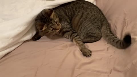 Hero catches tail, makes crazy face, then dives under blanket.