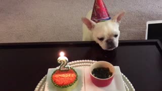 French Bulldog celebrates birthday with special homemade cake