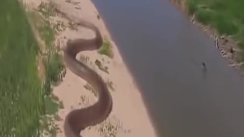 World Biggest snake in Amazon Jungle 😱😱😱